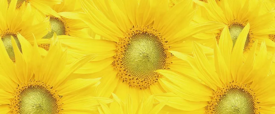 Image: SEPTCOULEUR Sunny Yellow
