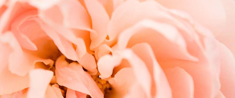 Image: SEPTCOULEUR Powdery peach pink
