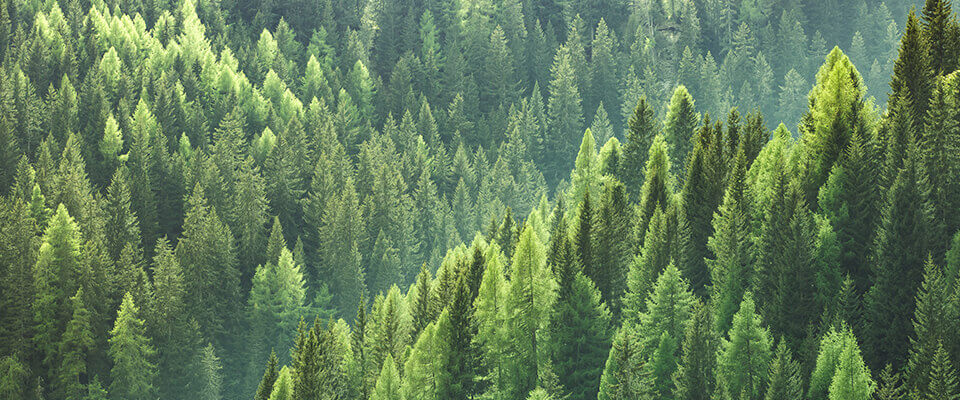 Forest Green